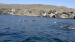 Chañaral Island.  Punta de Choros - CHILE