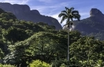 National Park and Floresta da Tijuca, Rio de Janeiro - Brasil.  Rio de Janeiro - BRAZIL