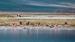 Natural Monument Salar de Surire.  Putre - CHILE