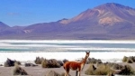 Natural Monument Salar de Surire.  Putre - CHILE