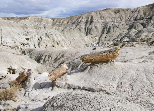 La Leona Petrified Forest