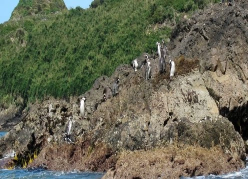 Pu�ihuil Penguins, Ancud