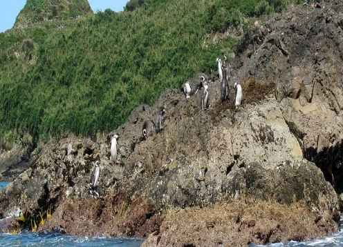 Puihuil Penguins