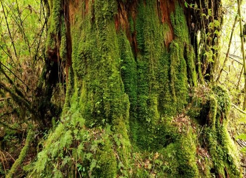 Pumalín National Park, Caleta Gonzalo