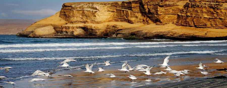 The Paracas National Reserve was created with the purpose of conserving ecosystems of the sea and the desert of Peru. Paracas, PERU