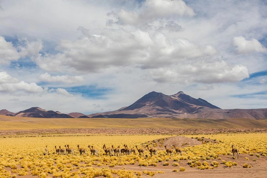 Los Flamencos National Reserve, San Pedro de Atacama, Hotels, National Parks San Pedro de Atacama, CHILE