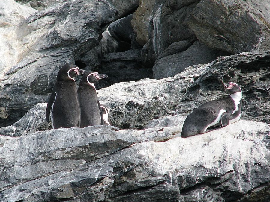 Humboldt Penguin National Reserve La Serena, CHILE