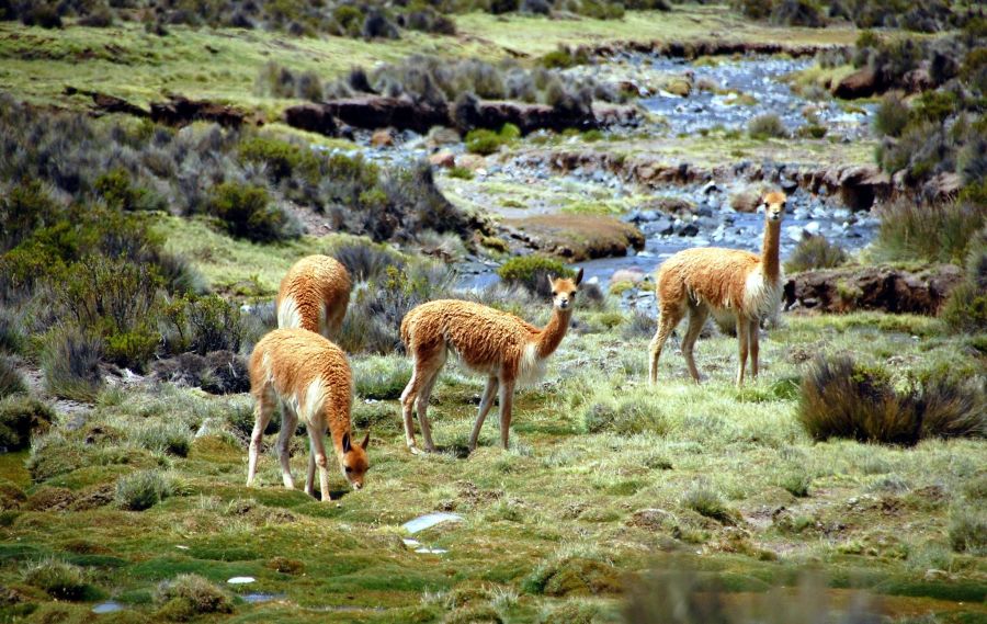 Las Vicunas National Reserve Putre, CHILE