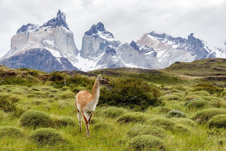 Torres del Paine National Park, Guide and information Puerto Natales, CHILE