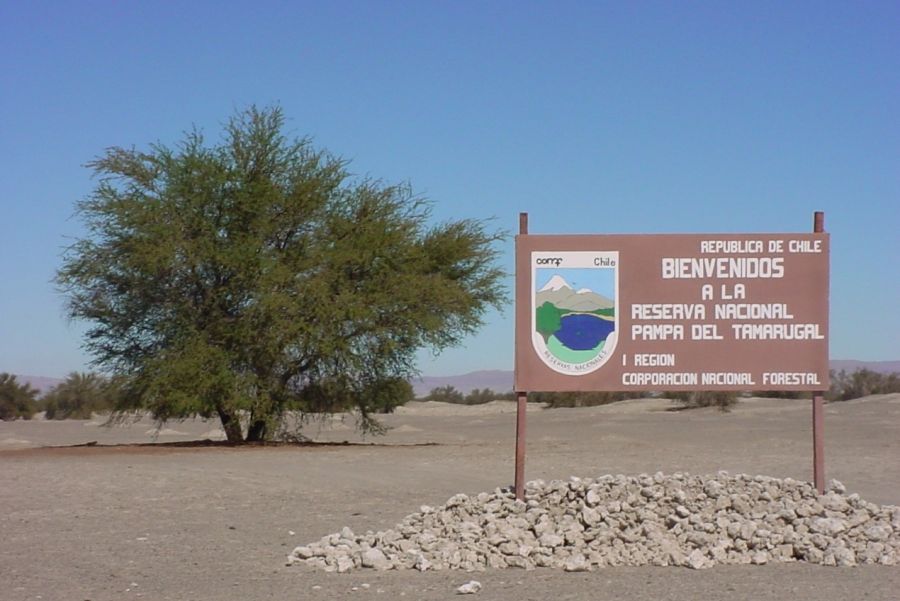 Pampa del Tamarugal national reserve, Atacama Iquique, CHILE
