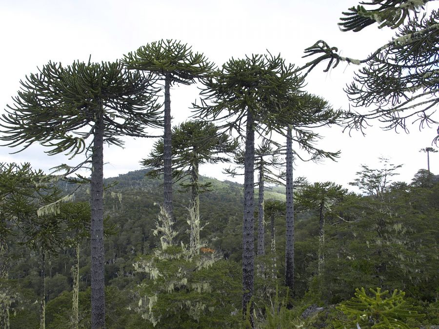 Nahuelbuta National Park Angol, CHILE