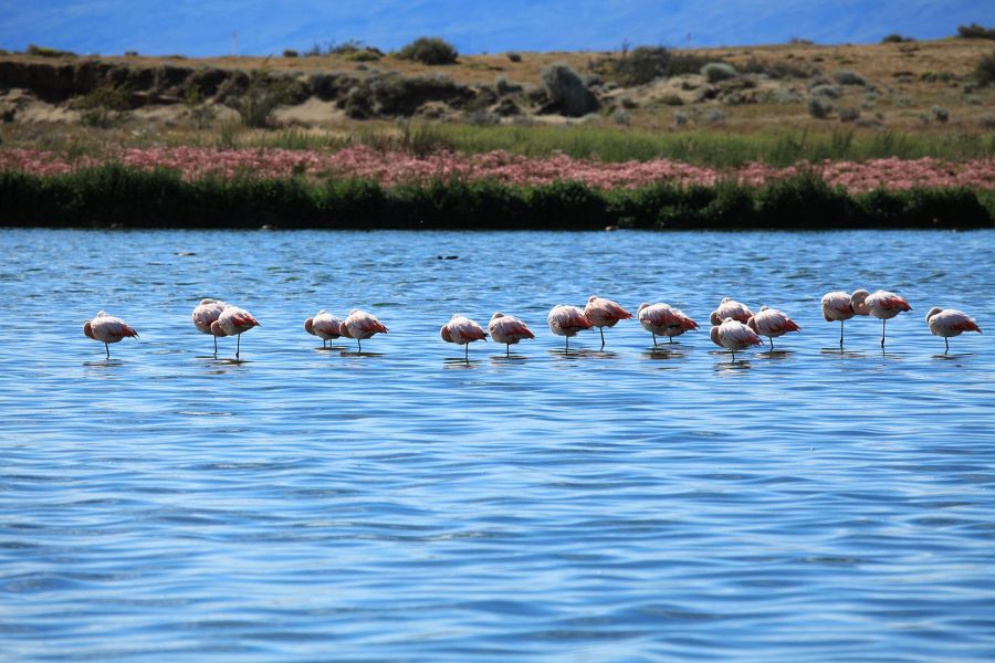 Laguna Nimez Nature Reserve El Calafate, ARGENTINA