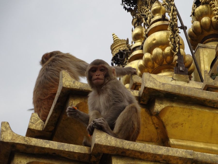 Swayambhunath, Kathmandu, Nepal.The temple of the monkeys. Attractions guide in Kathmandu, Nepal , Nepal