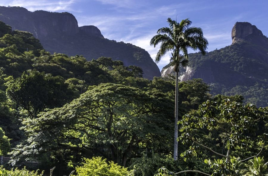 National Park and Floresta da Tijuca, Rio de Janeiro - Brasil Rio de Janeiro, BRAZIL