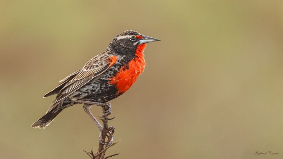 Peruvian Loica, Guia de Fauna. RutaChile.   - CHILE