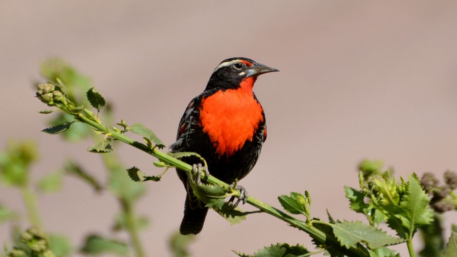 Peruvian Loica, Guia de Fauna. RutaChile.   - PERU