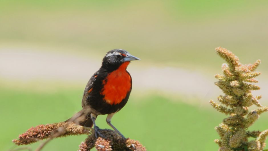 Peruvian Loica, Guia de Fauna. RutaChile.   - 