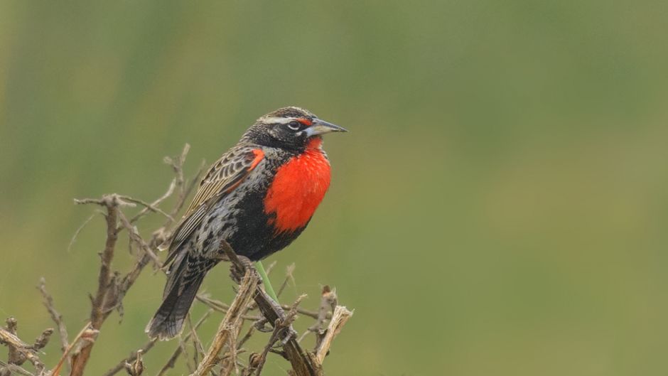 Peruvian Loica, Guia de Fauna. RutaChile.   - PERU