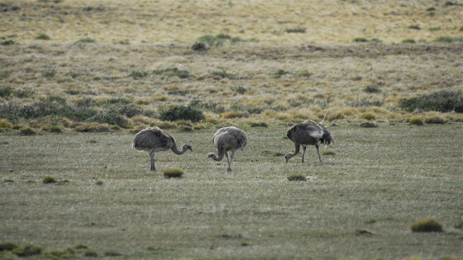 Magellan Ñandu, Guia de Fauna. RutaChile.   - ARGENTINA