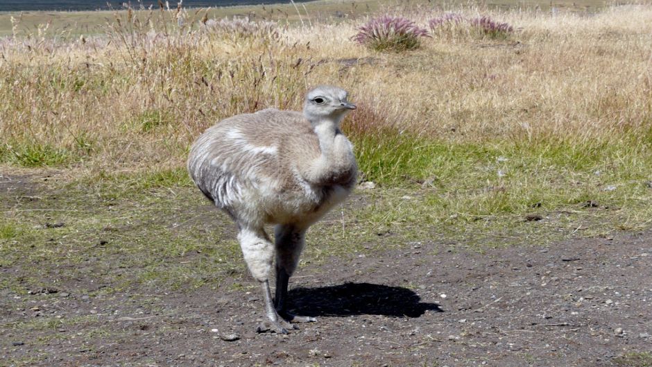 Magellan Ñandu, Guia de Fauna. RutaChile.   - ARGENTINA