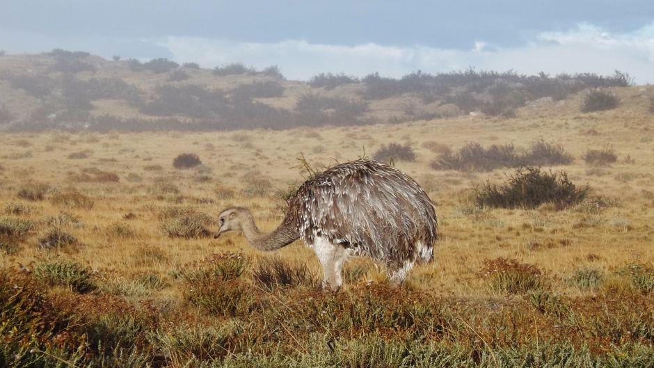 Magellan Ñandu, Guia de Fauna. RutaChile.   - ARGENTINA