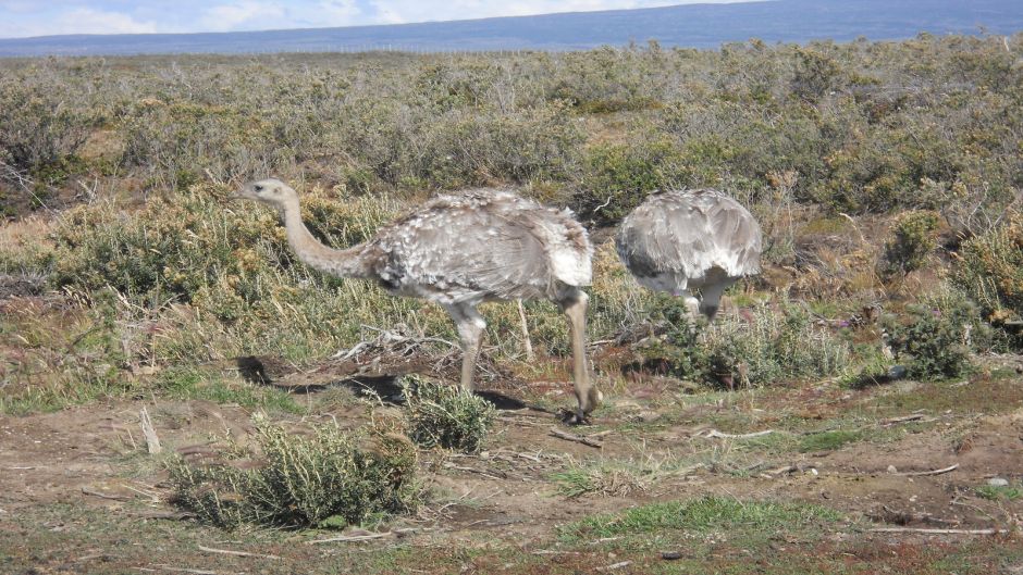 Magellan Ñandu, Guia de Fauna. RutaChile.   - ARGENTINA