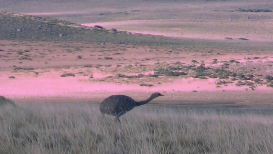 Magellan Ñandu, Guia de Fauna. RutaChile.   - 