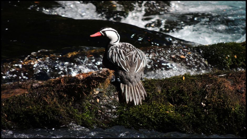 Duck Cutoffs, Guia de Fauna. RutaChile.   - ECUADOR