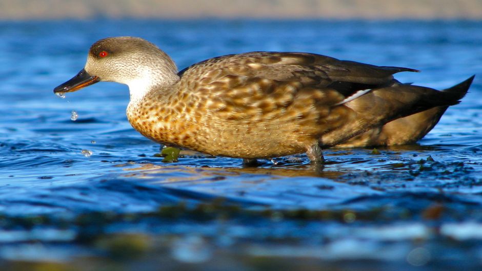 duck Juarjual, Guia de Fauna. RutaChile.   - 