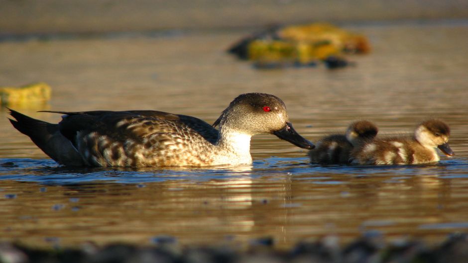 duck Juarjual, Guia de Fauna. RutaChile.   - 