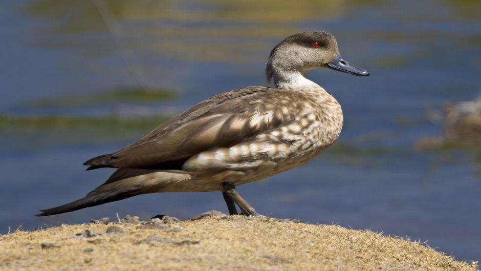 duck Juarjual, Guia de Fauna. RutaChile.   - 