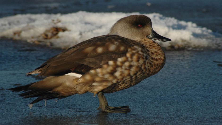 duck Juarjual, Guia de Fauna. RutaChile.   - 