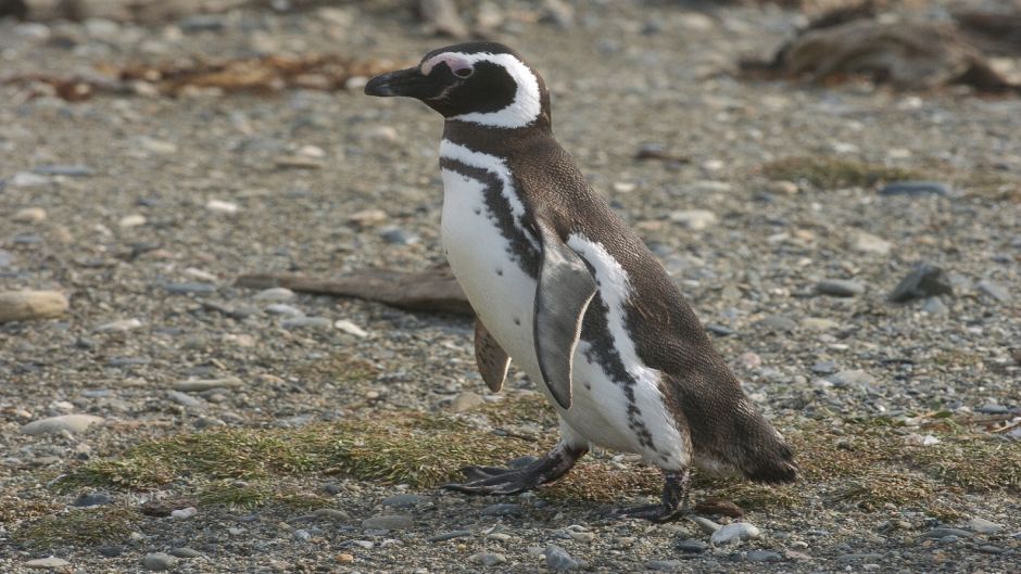 Magellanic penguin, Guia de Fauna. RutaChile.   - ARGENTINA