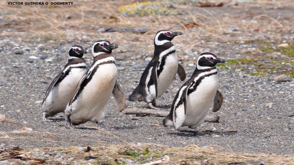 Magellanic penguin, Guia de Fauna. RutaChile.   - ARGENTINA