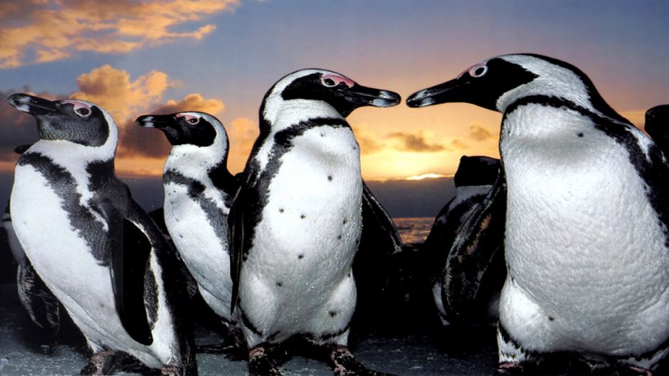 Magellanic penguin, Guia de Fauna. RutaChile.   - PERU