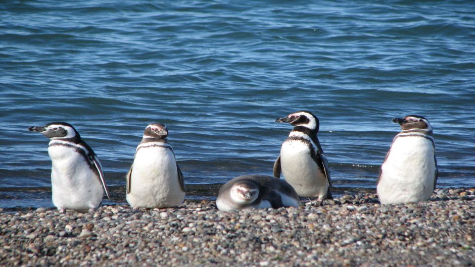 Magellanic penguin, Guia de Fauna. RutaChile.   - 