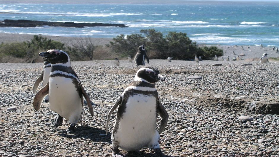 Magellanic penguin, Guia de Fauna. RutaChile.   - 