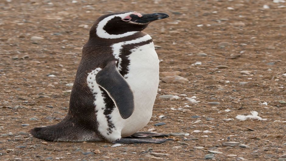 Magellanic penguin, Guia de Fauna. RutaChile.   - CHILE