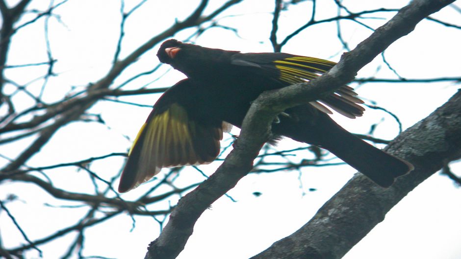 Black Cotinga (Tijuca atra) is a species of bird in the family Coti.   - BRAZIL