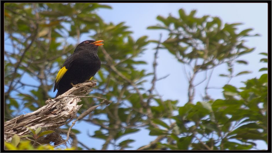 Black Cotinga (Tijuca atra) is a species of bird in the family Coti.   - BRAZIL