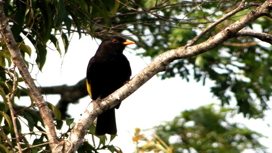 Black Cotinga (Tijuca atra) is a species of bird in the family Coti.   - BRAZIL