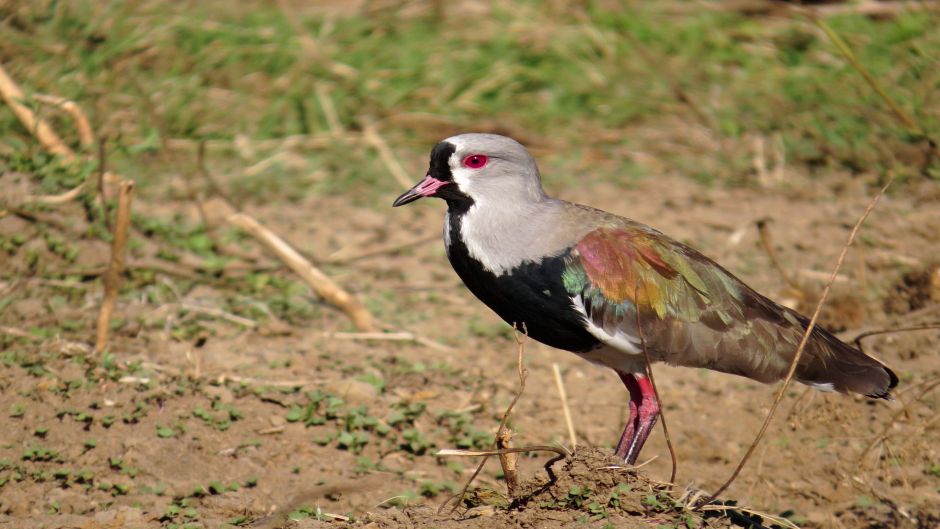 Queltehue, Guia de Fauna. RutaChile.   - Paraguay