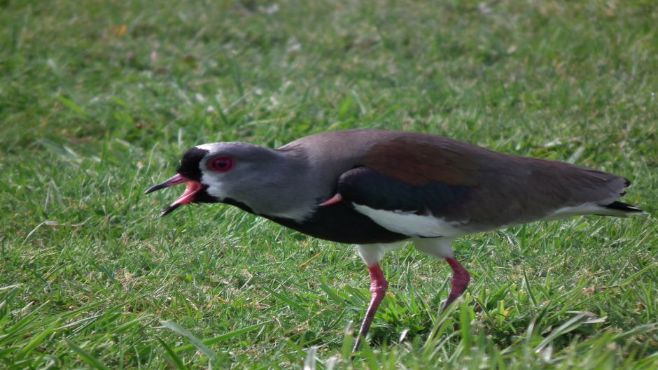 Queltehue, Guia de Fauna. RutaChile.   - ECUADOR