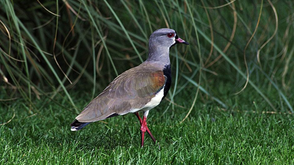 Queltehue, Guia de Fauna. RutaChile.   - ECUADOR