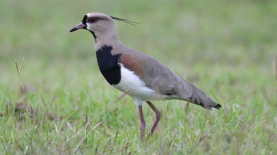 Queltehue, Guia de Fauna. RutaChile.   - Paraguay