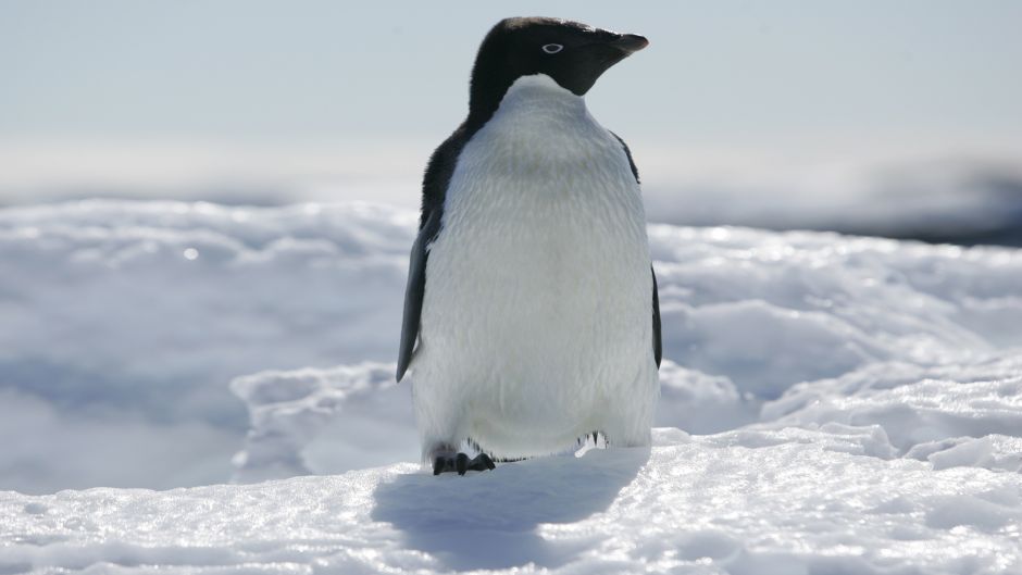 Penguin Adelaide, Guia de Fauna. RutaChile.   - CHILE