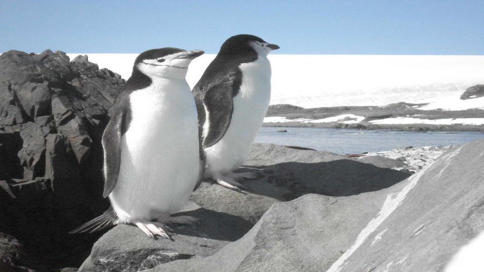 Penguin Adelaide, Guia de Fauna. RutaChile.   - ARGENTINA