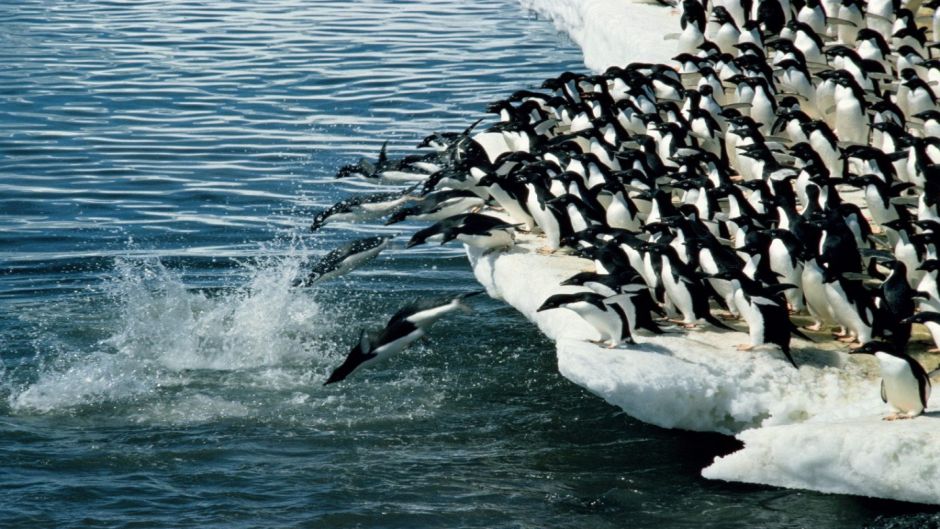 Penguin Adelaide, Guia de Fauna. RutaChile.   - 