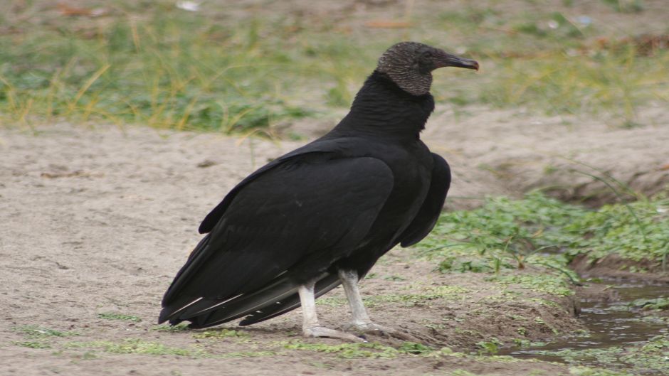 Black-headed vulture, Guia de Fauna. RutaChile.   - 