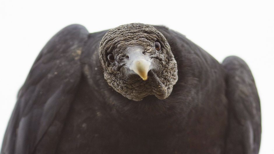 Black-headed vulture, Guia de Fauna. RutaChile.   - BOLIVIA